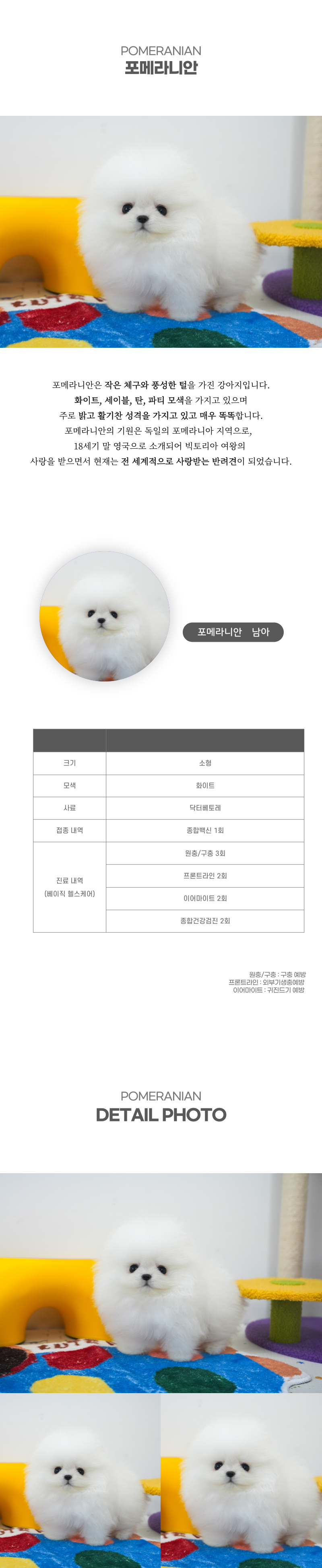포메라니안_상세이미지_2